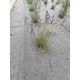 Геотекстиль термоскріплений Santex Geo GREY 100 гр./м2, шир. 2м для захисту від бур'янів, садових та ландшафтних робіт