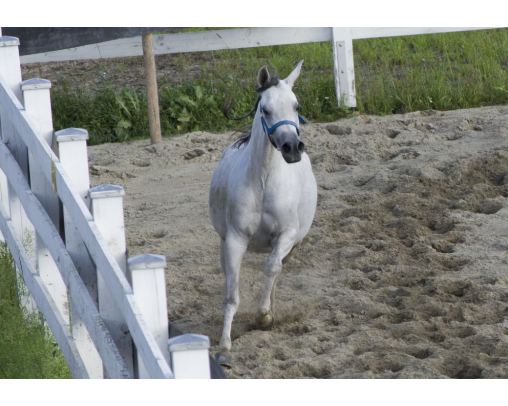 Укладка газонной решетки для конных полей