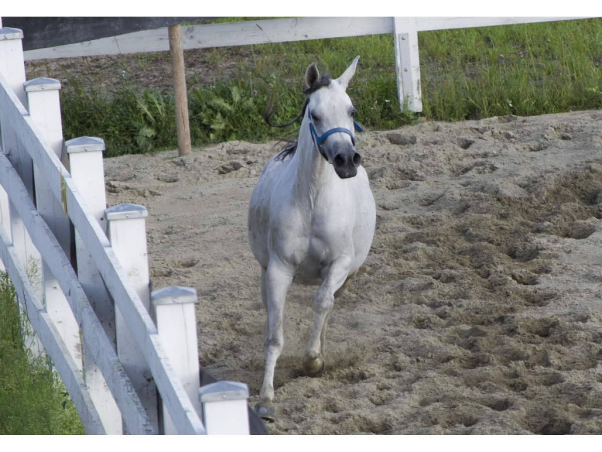 Укладка газонної решітки для кінних полів
